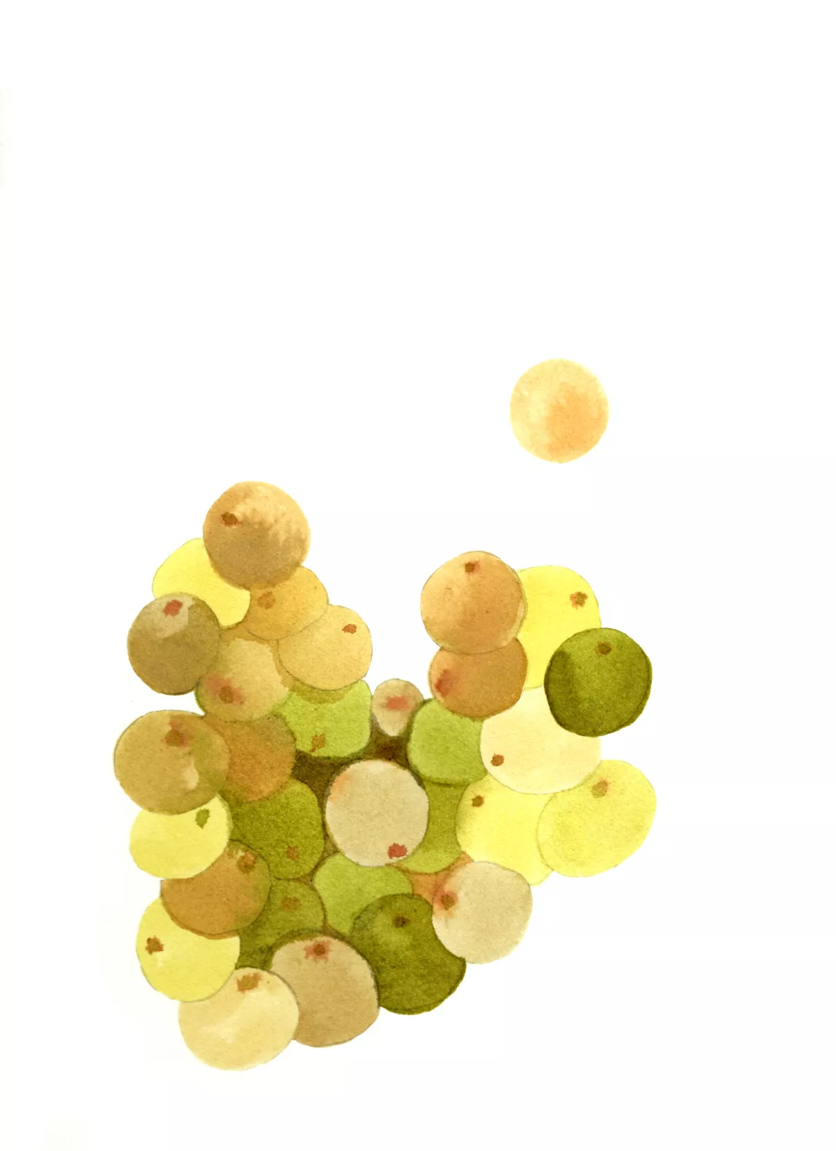 Mes boutons sont des raisins