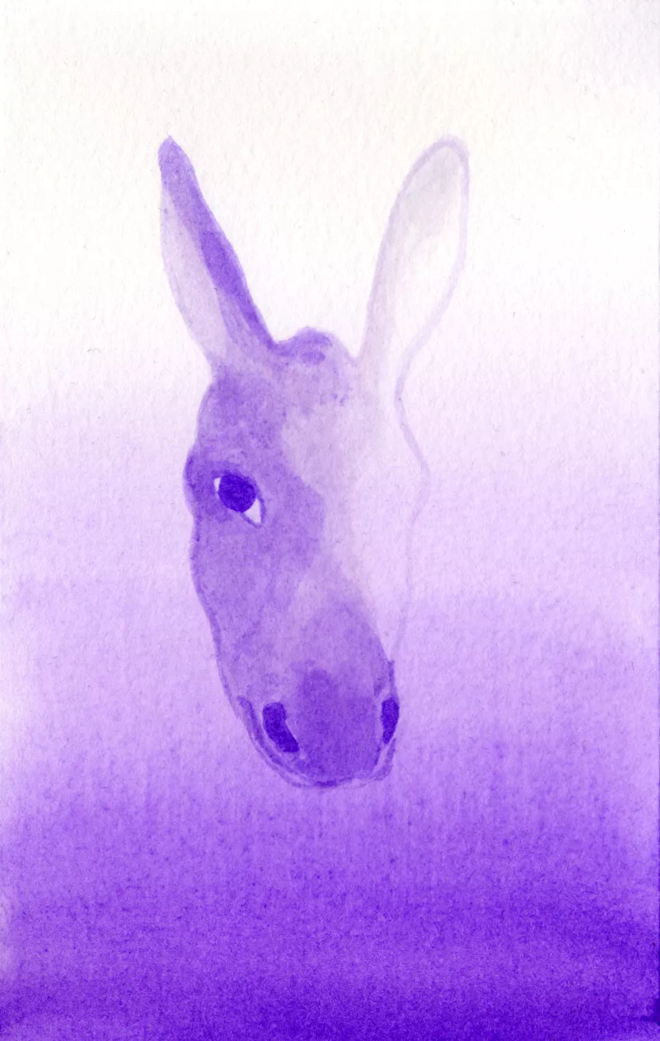 Âne n°02