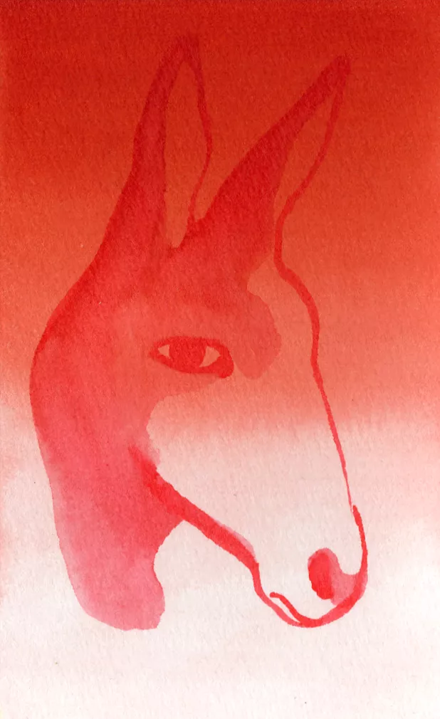 Âne n°03